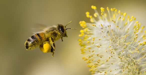 Di fiore in fiore, viaggio alla scoperta del mondo delle api